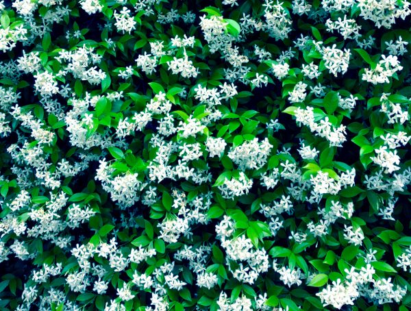 fragranza-fiori-bianchi-600x454